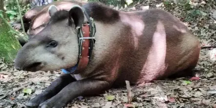 Dudas sobre la muerte de la tapir Suyana en la Reserva de Horco Molle: se cae la hipótesis del cazador furtivo