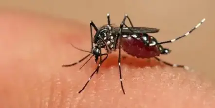 Tucumán superó los 20.000 casos de dengue: detectan un serotipo diferente