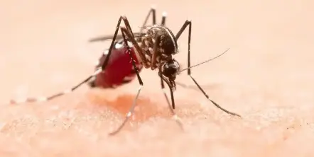 Dengue: Japón creó una vacuna en 2021 para prevenirlo pero el Gobierno nunca la aprobó