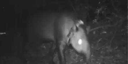 Criminales: mataron a Suyana, una de las tapires que fue liberada en un área protegida del parque San Javier