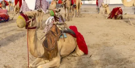 Qué es el "virus del camello", la enfermedad que preocupa a Francia de cara a la final del Mundial de Qatar 2022