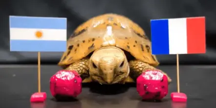 Una tortuga predijo el ganador del Mundial Qatar 2022 y la repudiaron en su país