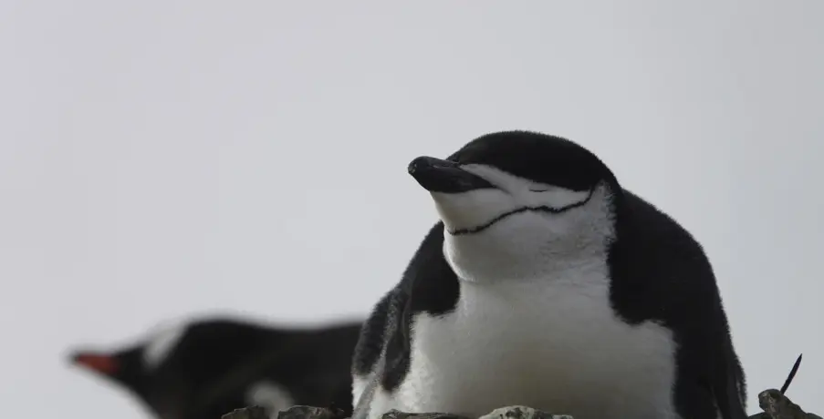 Los padres de pingüinos duermen sólo unos segundos a la vez para proteger a los recién nacidos, según un estudio