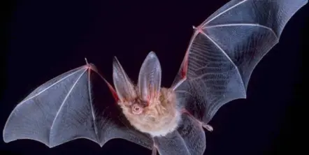 Encuentran genomas de nuevos coronavirus en murciélagos