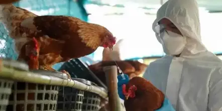 Tucumán en alerta: la temida gripe aviar ya llegó a Santiago del Estero