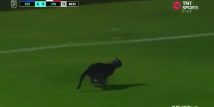 Un gato negro se metió a la cancha de Atlético Tucumán en la despedida de la temporada y generó preocupación